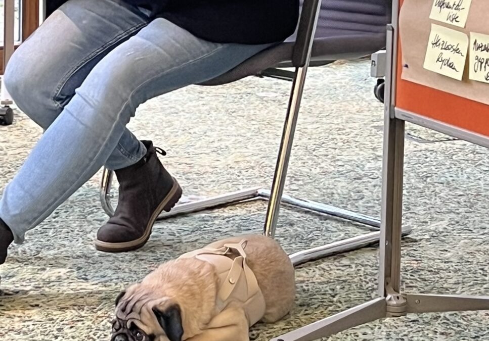 Tagungen mit Hund  – im Schindlerhof kein Problem